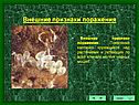 Внешние признаки поражения