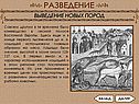 Коневодство в лесной полосе