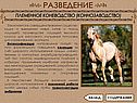 Коневодство