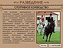 Спортивное коневодство
