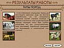 Классификация лошадиных пород