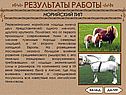 Норийская лошадь