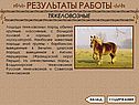 Лошади тяжеловозных пород