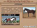 Лошади упряжных пород