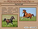Лошади рысистых пород