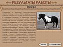 Пони