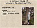 Кора деревьев