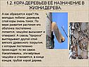 Как образуется кора