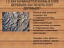 Как начинается жизнь в коре деревьев