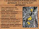 Как лечить кору деревьев