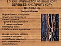 Морозобоины