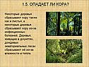 Опадает ли кора