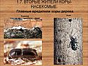 Главные вредители коры дерева
