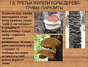 Грибы- паразиты