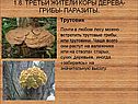 Трутовик