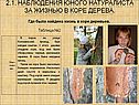 Где была найдена жизнь в коре деревьев
