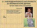 Кора акации