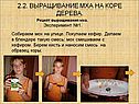 Выращивание мха на коре дерева