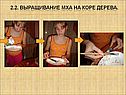 Выращивание мха на коре дерева