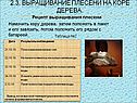 Выращивание плесени на коре дерева