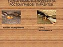 Начало эксперимента