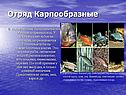 Костистые рыбы