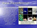 Отряд Окунеобразные