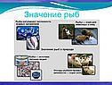 Костистые рыбы