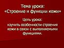 Строение и функции кожи