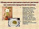 Обнаружение крахмала в листьях растений как конечного продукта