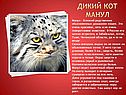 Дикий кот Манул