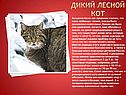 Дикий лесной кот