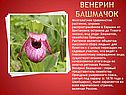Венерин башмачок