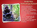 Живучка пирамидальная