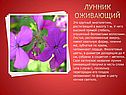 Лунник оживающий