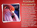 Розовый фламинго