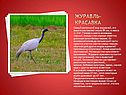 Журавль-красавка