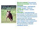 Красный волк