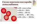 Кровь 8 класс