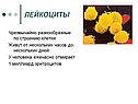 Лейкоциты