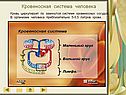 Кровь как внутренняя среда организма