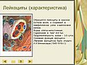 Лейкоциты