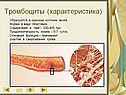 Тромбоциты