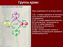 Группы крови