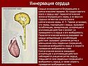 Иннервация сердца