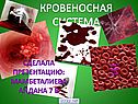 Кровеносная система организма