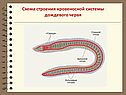 Схема строения кровеносной системы дождевого червя