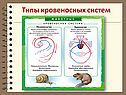 Типы кровеносных систем