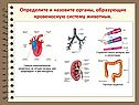 Определите и назовите органы, образующие кровеносную систему животных
