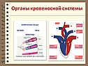 Органы кровеносной системы